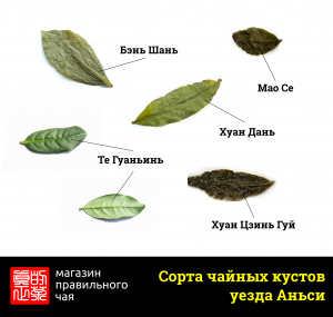 Сорта чайных кустов улун