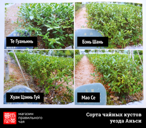 Сорта чайных кустов чая улун из Аньси